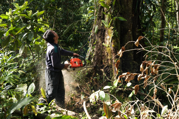 Best Tree Preservation Services  in Washington Mills, NY