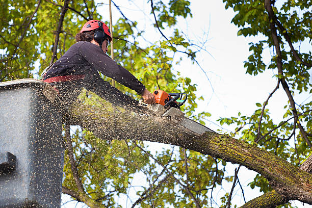 Best Lawn Grading and Leveling  in Washington Mills, NY